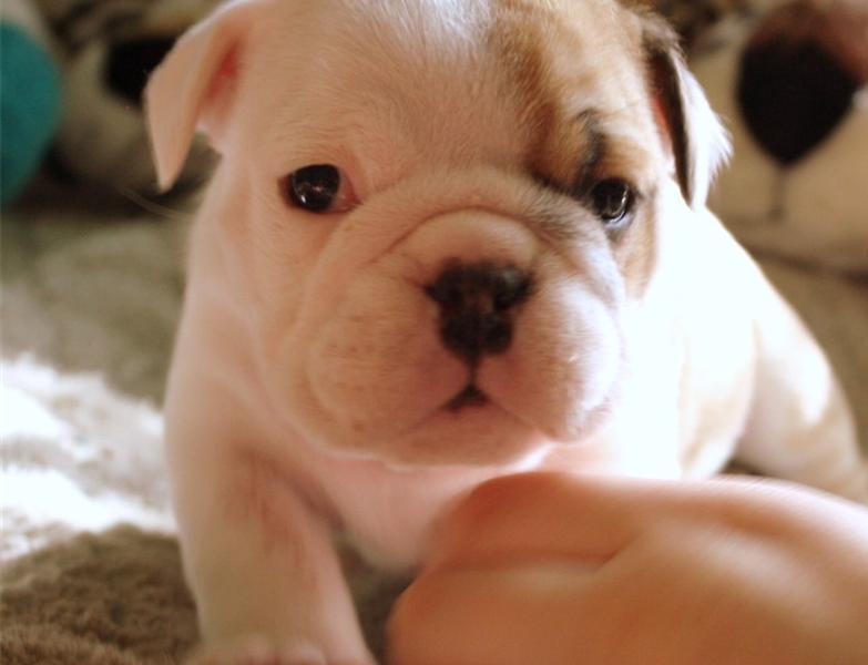 Adorable Little Scotte English Bulldog