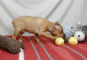 miniature pincher puppies for adoption