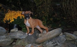 boxer puppies for adoption