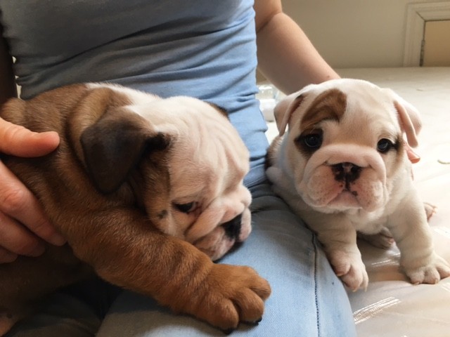  Cute English Bulldog Puppy