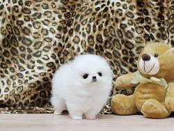  Pomeranian Pups