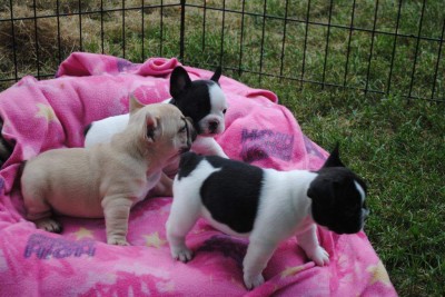 Healthy French Bulldog Puppies for good family