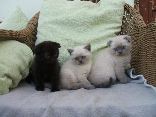 GORGEOUS SCOTTISH FOLD KITTEN FOR SALE 