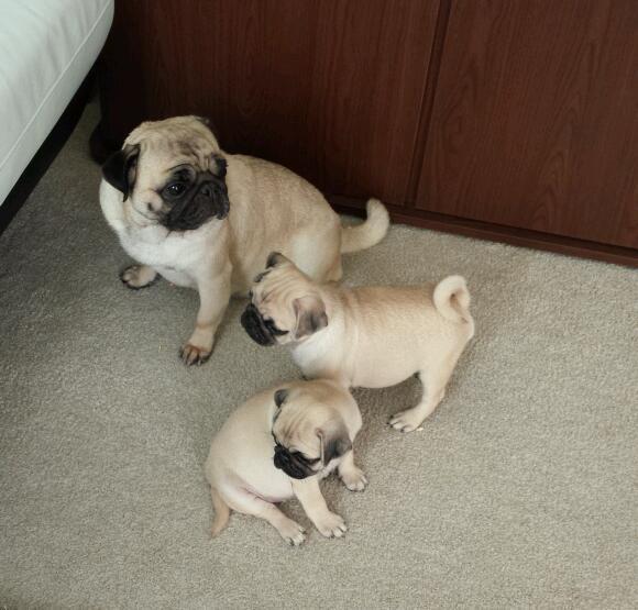Two Pug Puppies ready to go now