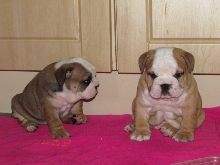 Amazing English Bulldog Pups