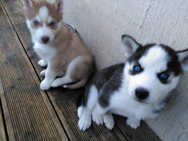 Siberian Husky Puppies Available