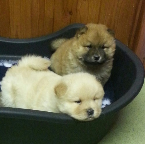 Beautiful chowchow Puppies 