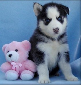 Cute Siberian Husky litter