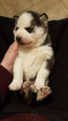 Beautiful Husky Puppy 