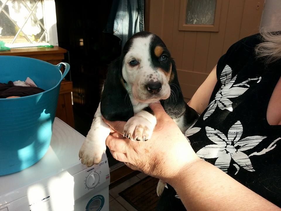 Beautiful Basset Hound Pups