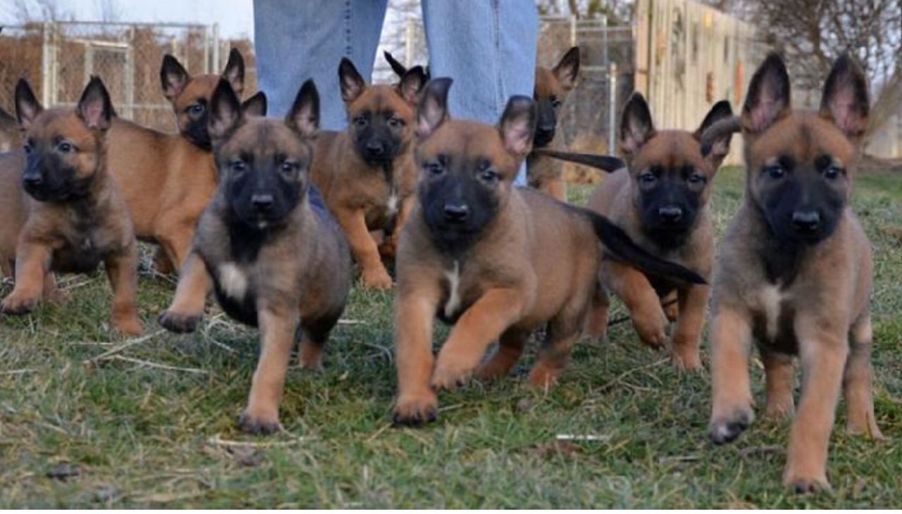 Belgian Malinois Pup (dog)