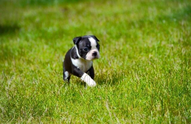 Boston Terrier Puppies ** 3 Girls Left