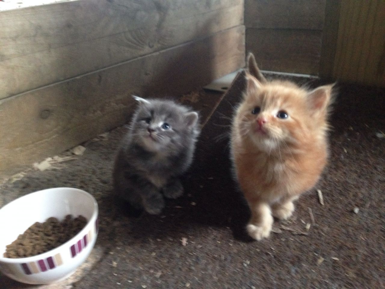 Maine Coon kittens