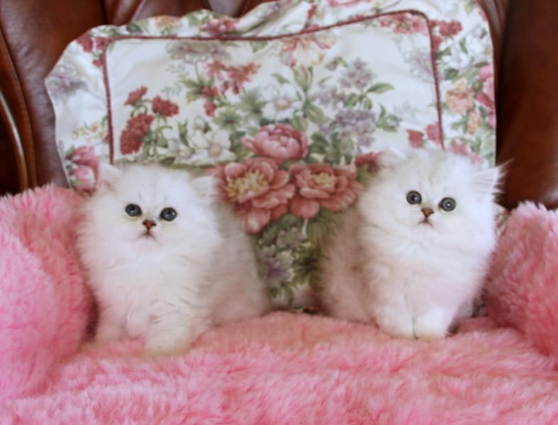 PERSIAN KITTENS FOR SALE
