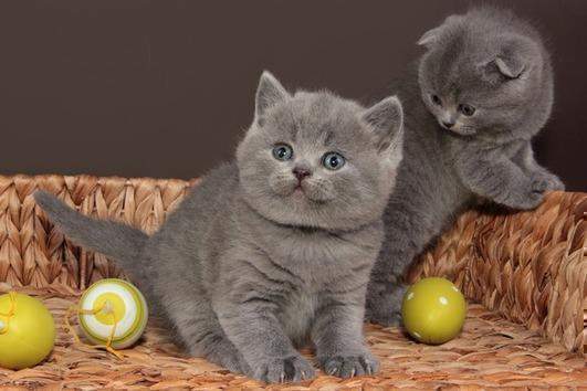 British short hair kittens