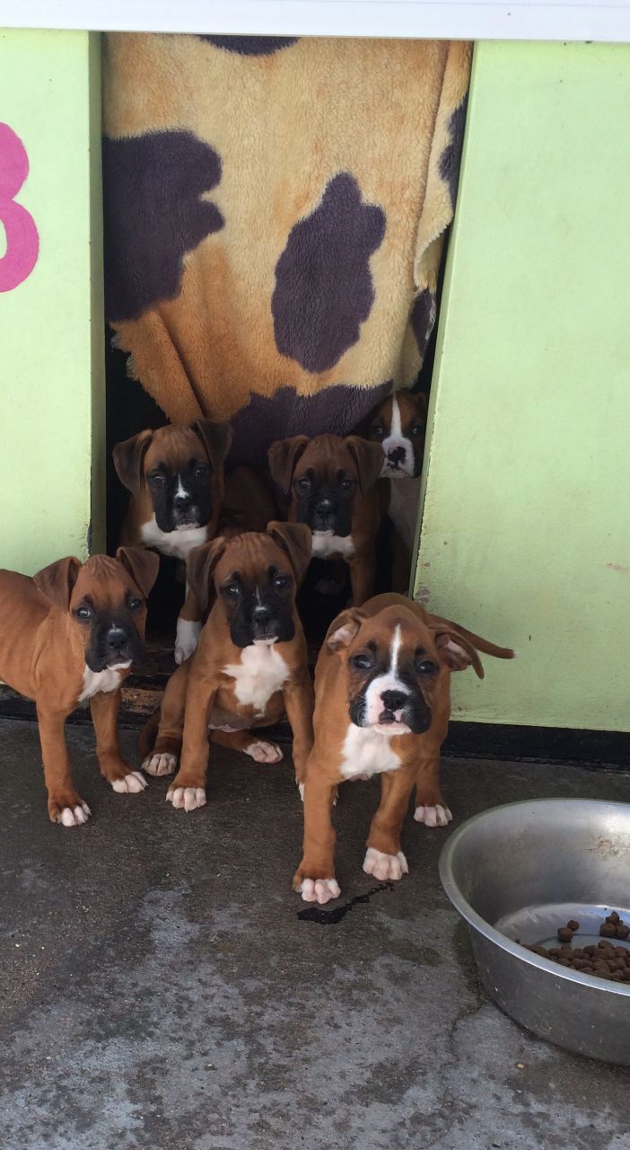 Stunning Boxer Puppies Kc Reg. Ready Now