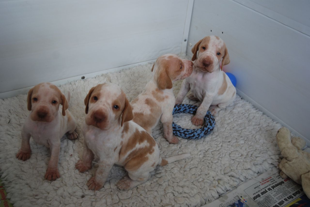 Bracco Italiano Puppies