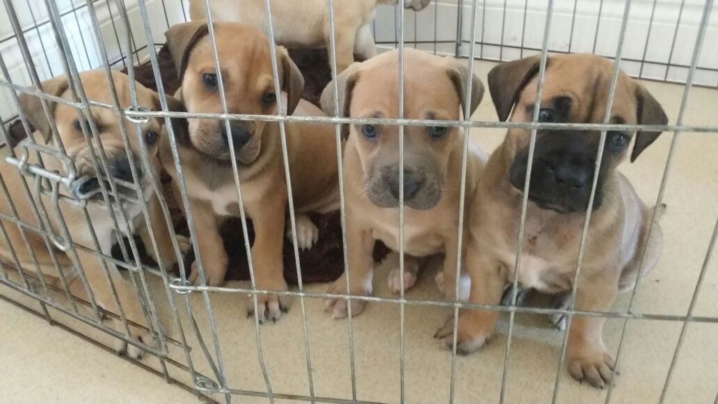 Bullmastiff Puppies 1bigboy & Only 2 Girls Left