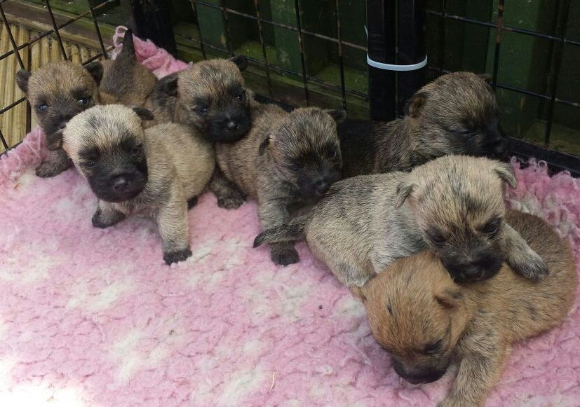 Kc Reg Stunning Cairn terrier  Puppies