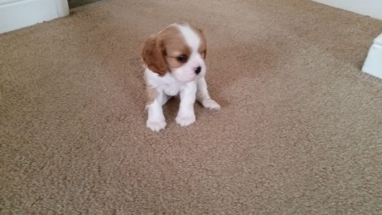 Gorgeous Cavalier King Charles Puppy