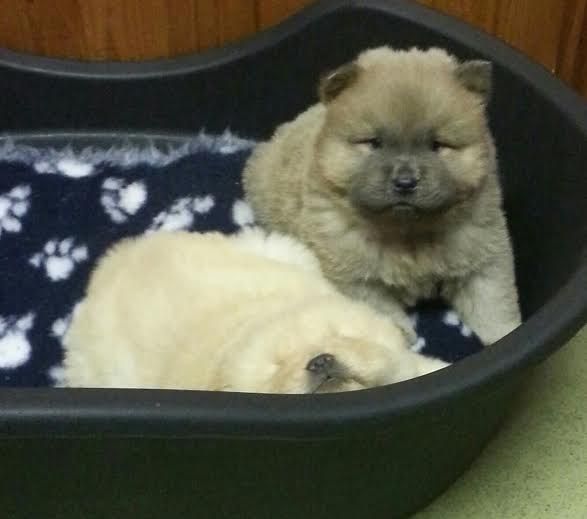 Chow Chow Puppies For Sale