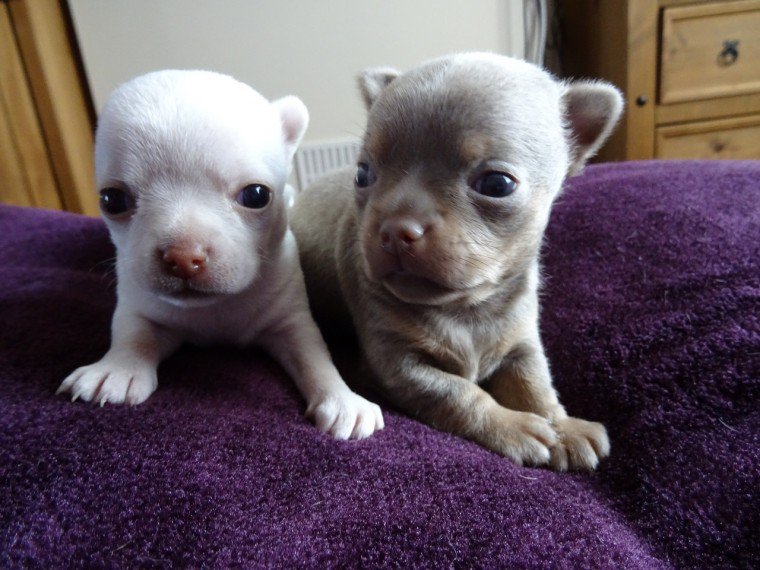 Outstanding Chihuahua\′s - Ready Now