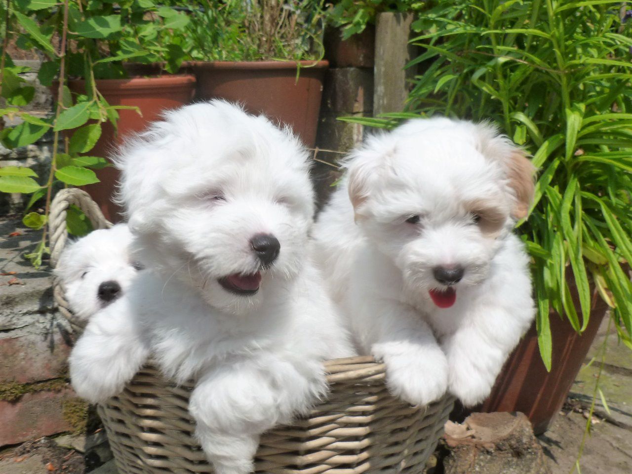 Coton De Tulear Puppies