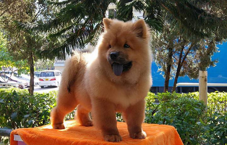 Puppy Chow chow