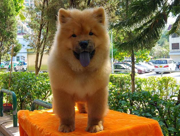 Chow Chow 2 Puppies