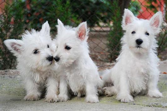 West Highland White Terrier