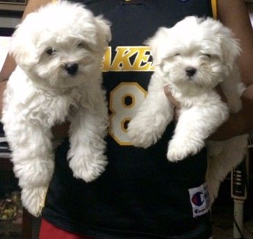 Adorable Male Maltese Puppy