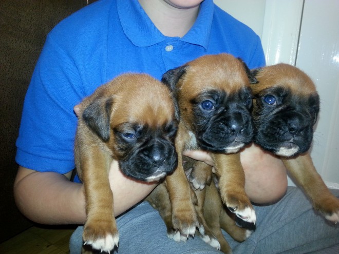 Beautiful Kc Reg Boxer Puppies