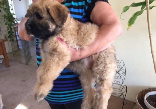 Bouvier Des Flandres puppies