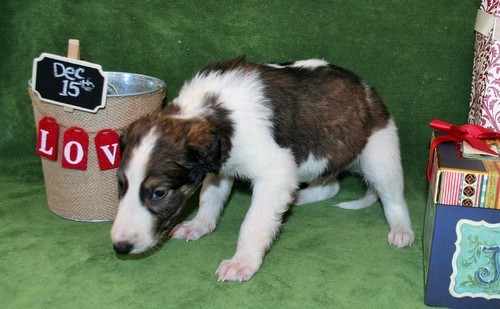 lovely Borzoi puppies