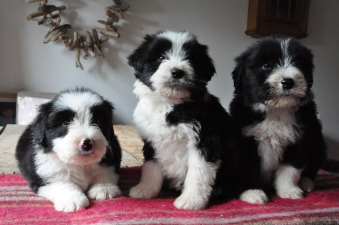 Truly Stunning Border Collie Puppy′s