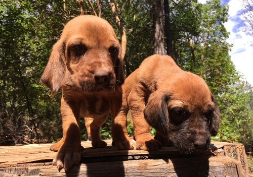 Top lovey Bloodhound  puppies