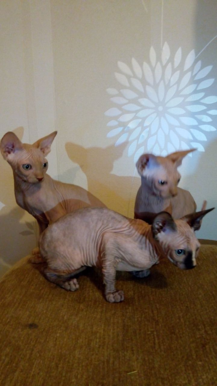 Three Beautiful Sphynx Kittens