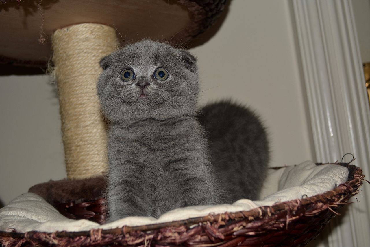 Blue Scottish Fold Kittens