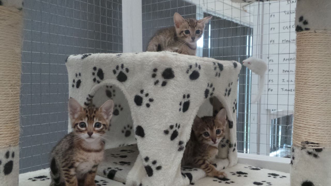 Five Stunning Savannah Kittens For Sale