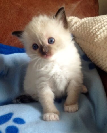 6 Gccf Ragdoll Kittens For Sale