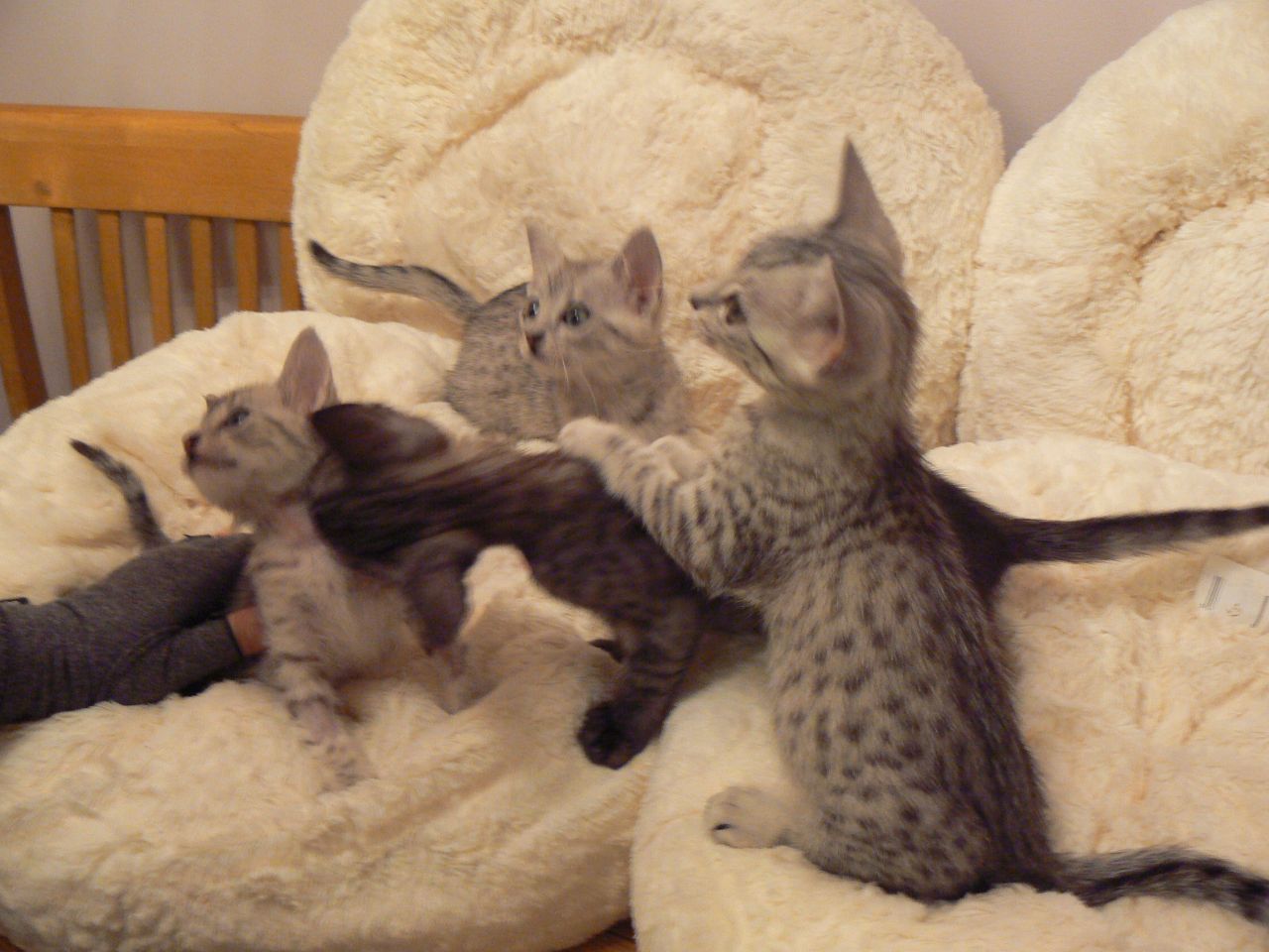 Egyptian Mau Kittens