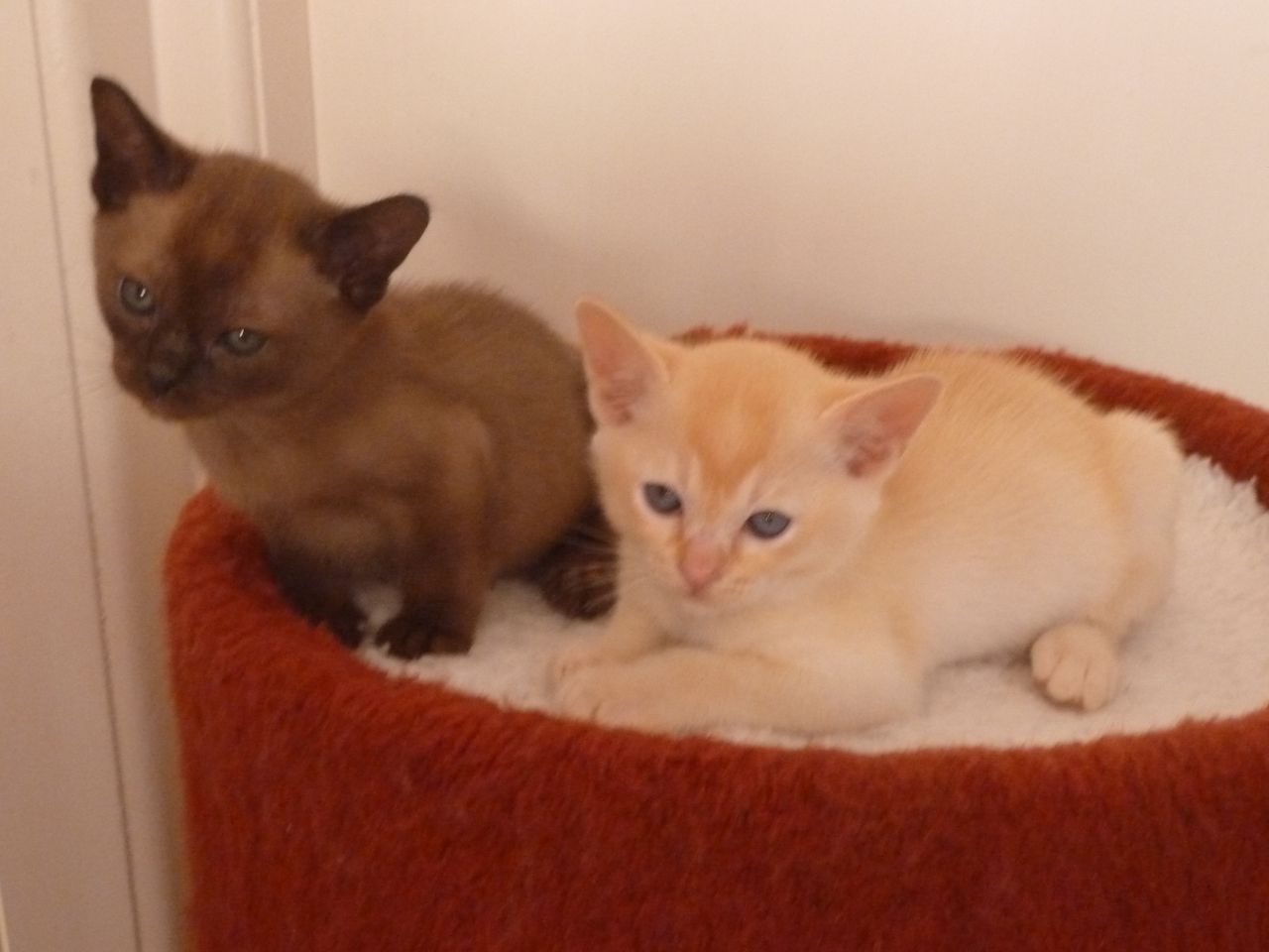 Beautiful Burmese Kittens