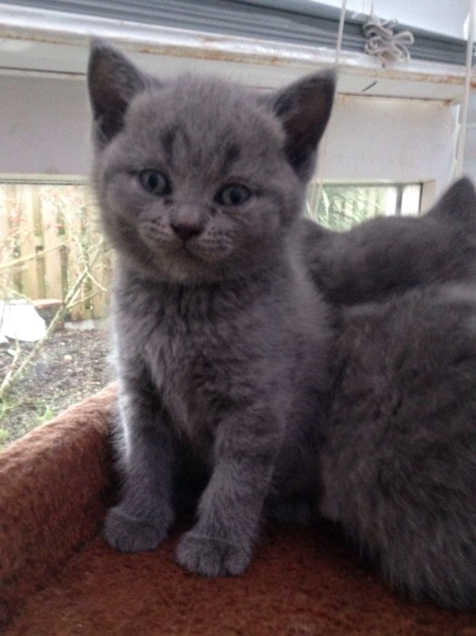 Blue Pedigree Shorthair Kitten 
