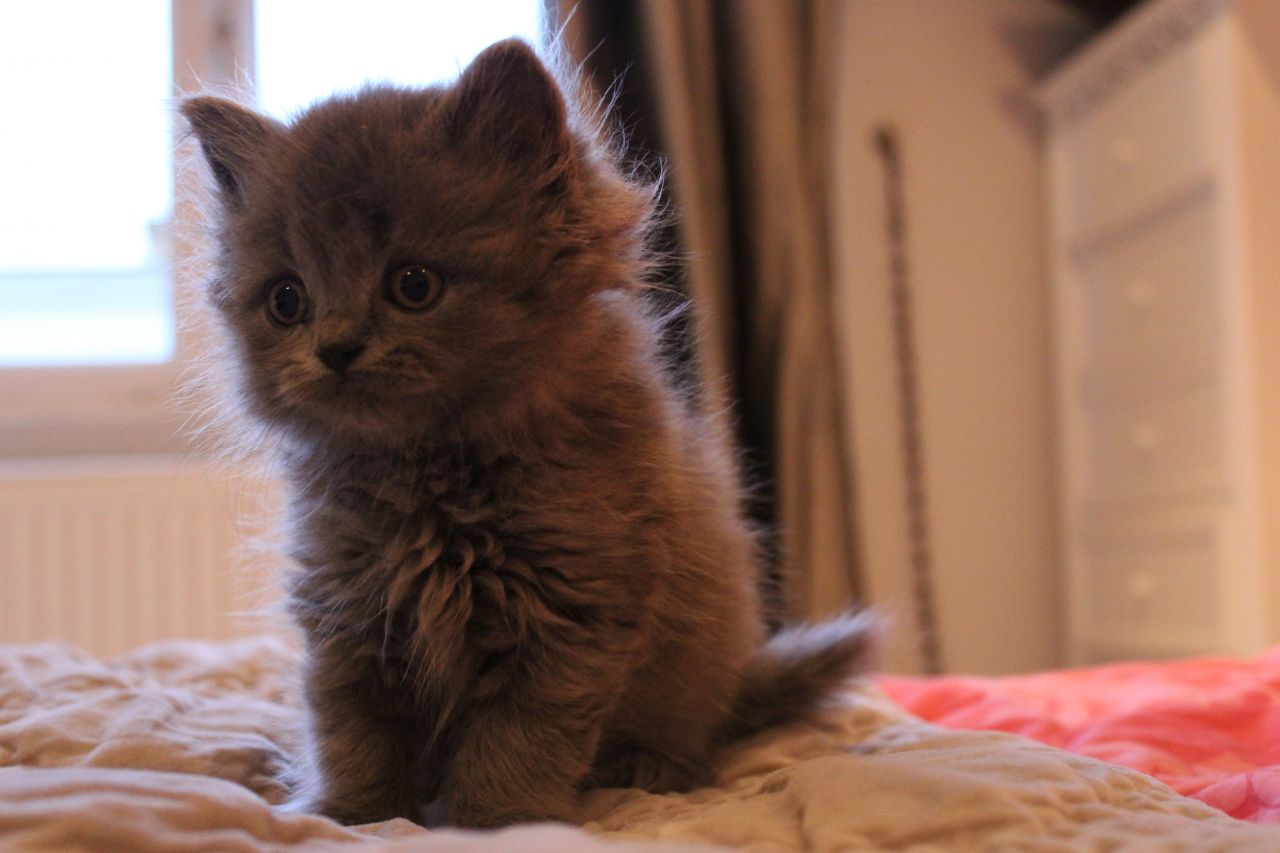 Blue British Longhair Kitten