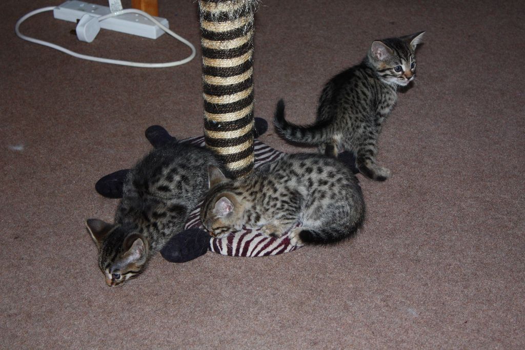 Stunning Pedigree Bengal Kittens