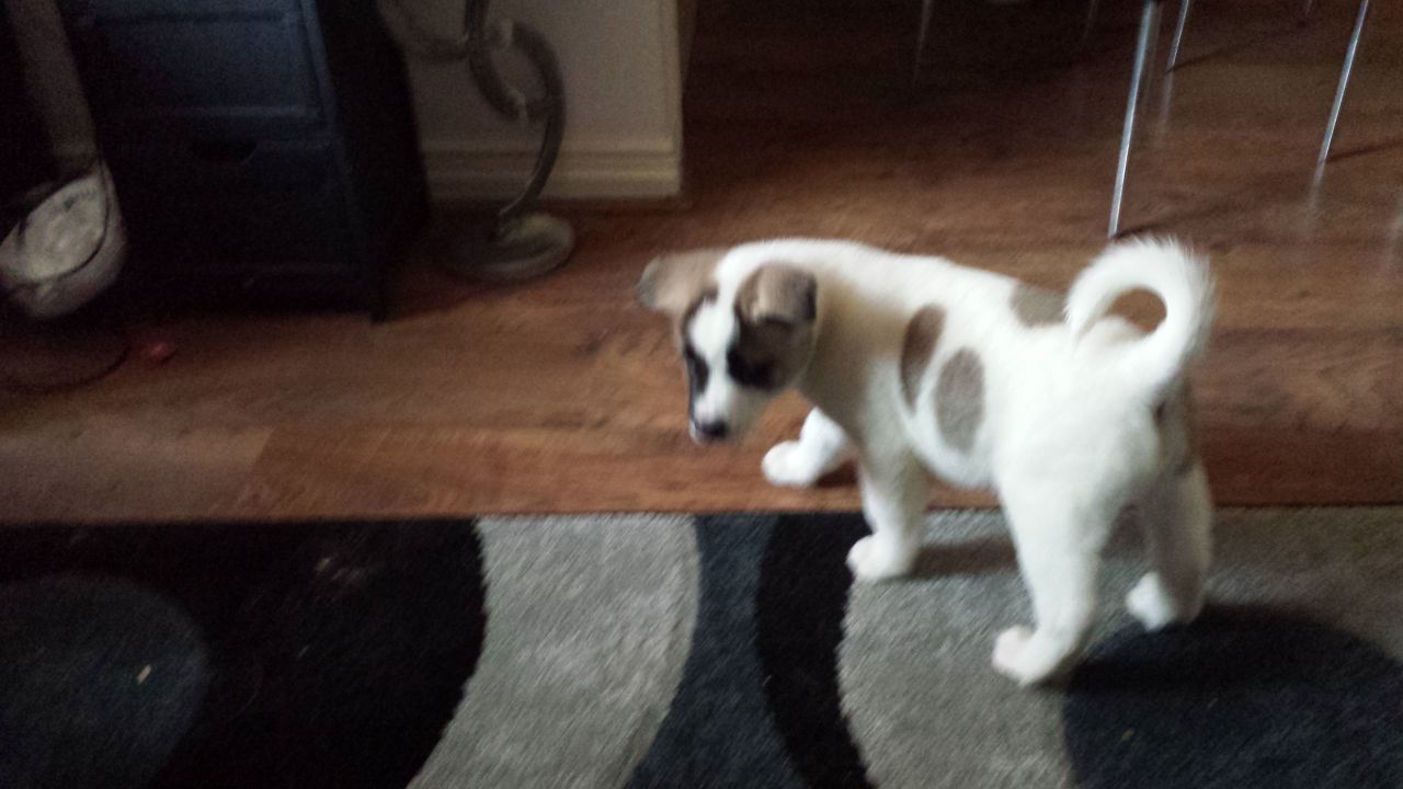 Stunning Chunky Akita Puppies 