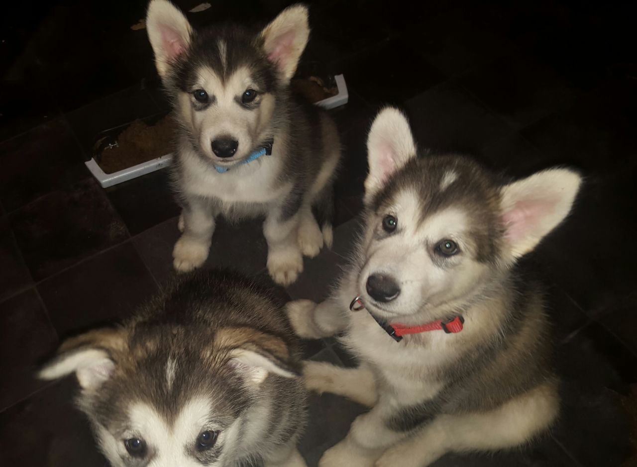 10 Alaskan Malamute puppies 