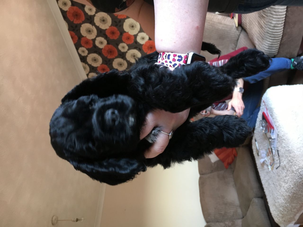 American Cocker Spaniels