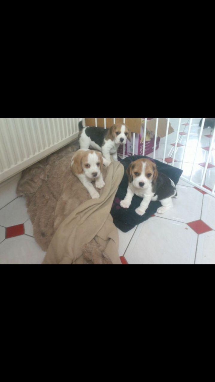 Adorable Beagle Puppies