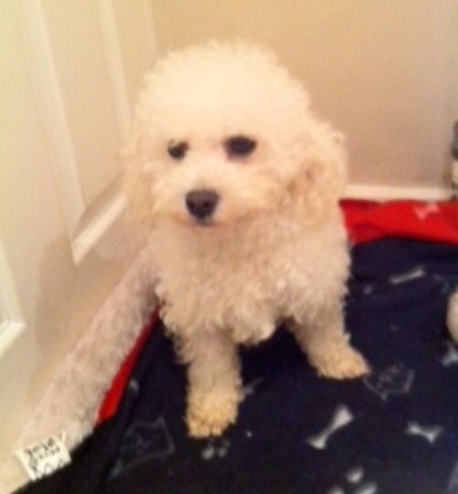 Quality Stunning Pedigree Bichon Frise